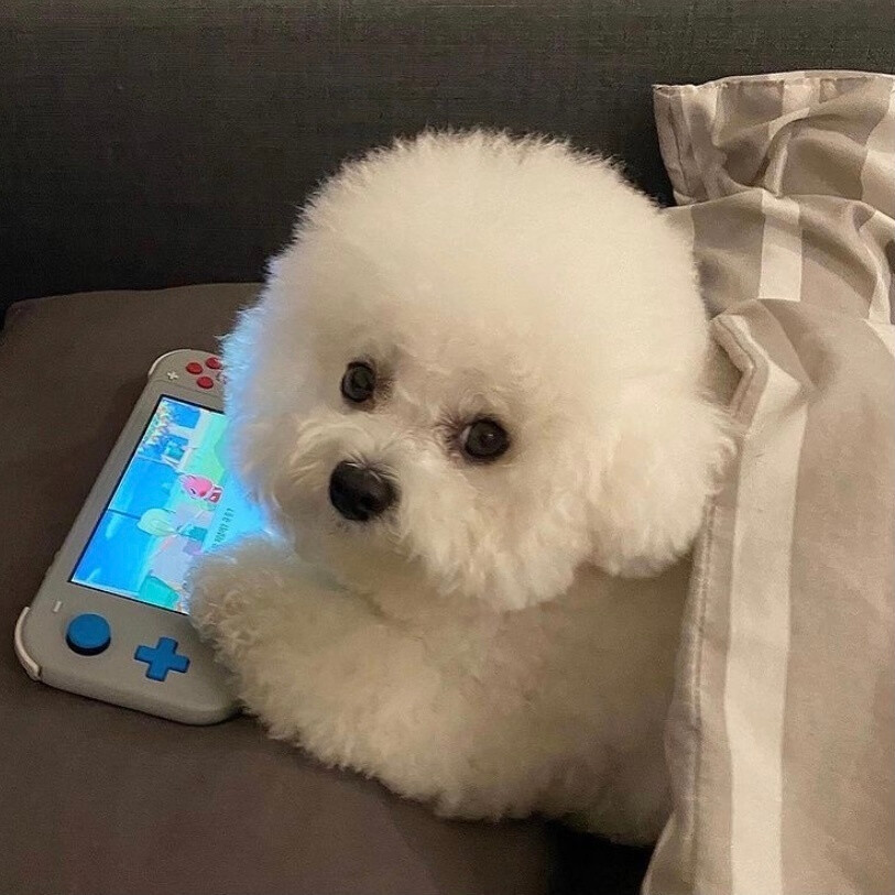 StartUp和狐妖小红娘免费资源